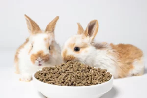 تغذیه خرگوش ها چیست؟