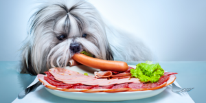 رژیم غذایی سگ شیتزو