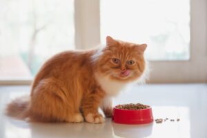 رژیم غذایی گربه پرشین