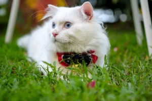 مشخصات رفتاری گربه پرشین