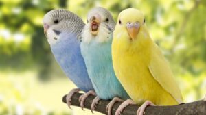 محبوب ترین نژاد های پرندگان