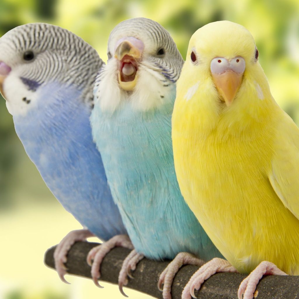 محبوب ترین نژاد های پرندگان